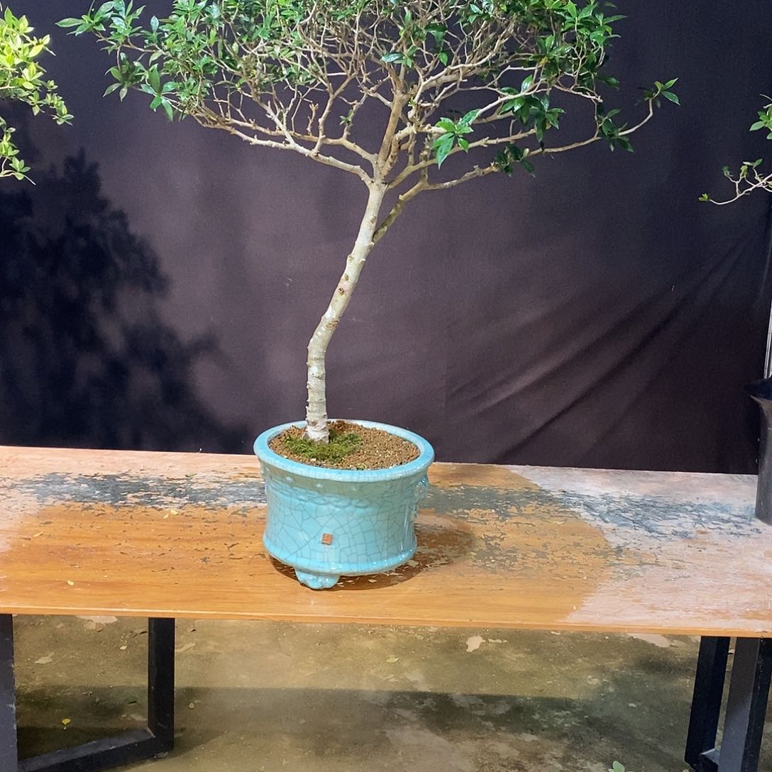 完全开放默**生栀子花