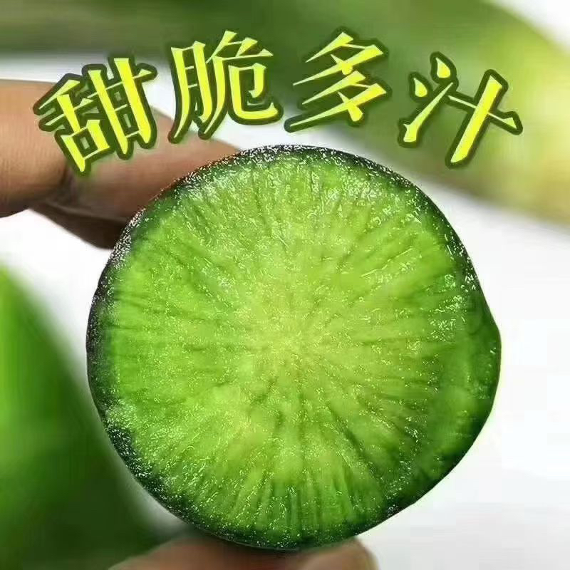 正宗潍坊水果萝卜脆甜多汁新鲜现挖可生吃高端纯正产地