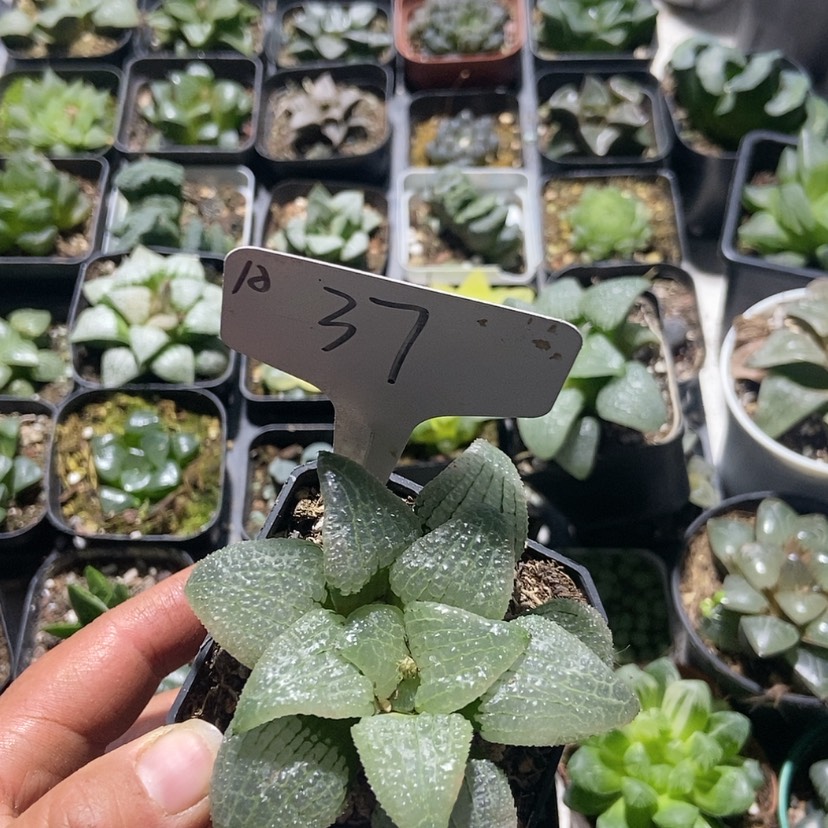 【闪购商品】37天空之镜