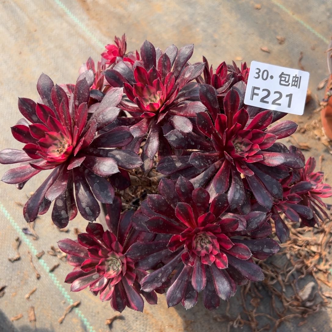 221 多肉法师黑铜白处理