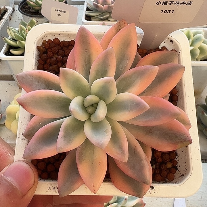 1031号彩色奥普锦多肉