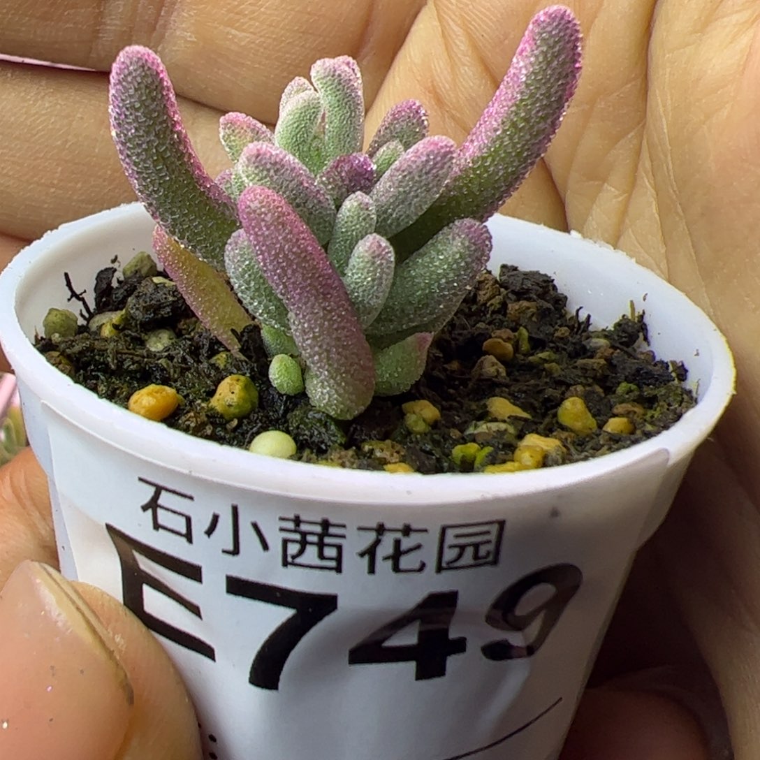 749多肉植物枝干超紫