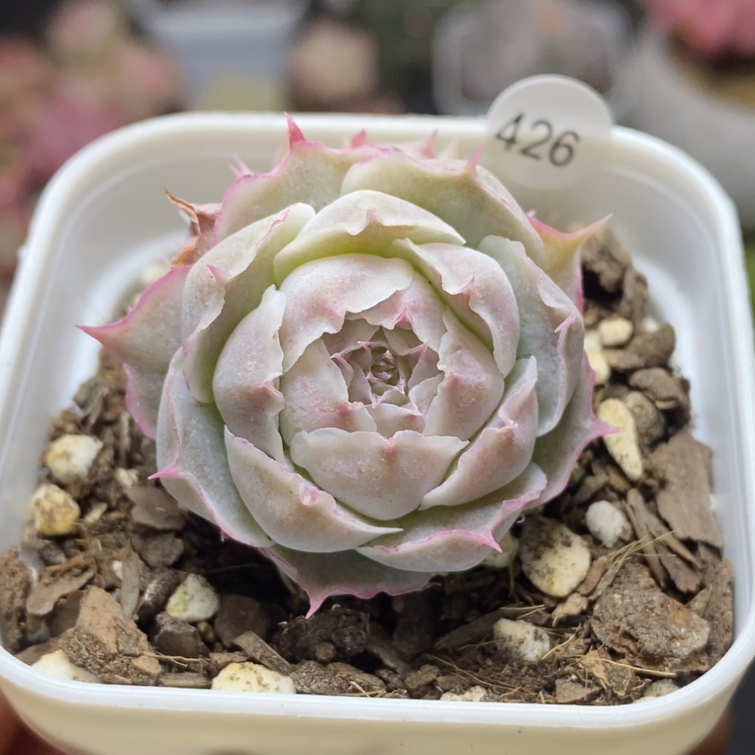 精品多肉小冠服426四头