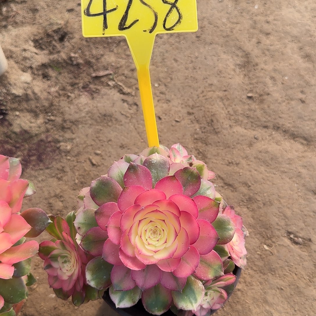 4258+-荔枝多肉植物