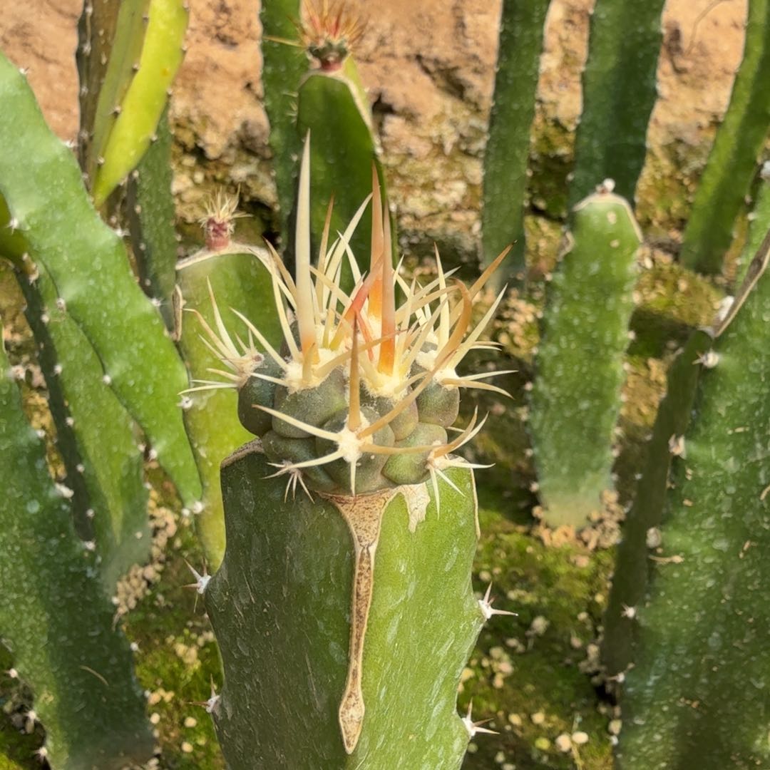 龙剑丸实生苗接多肉植物