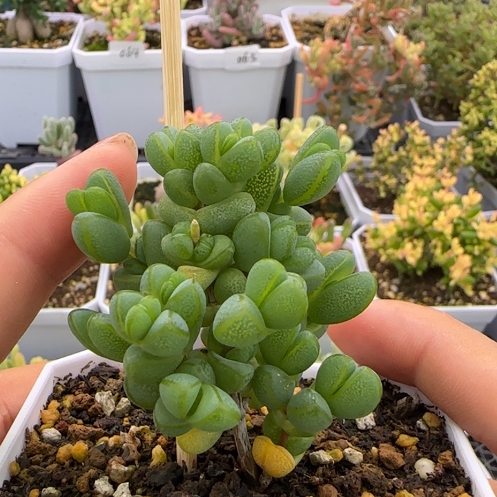 115-元宝植物枝干