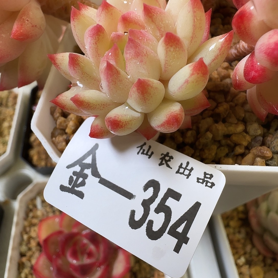 唯***4玉瓜子，354，仙农出品多肉