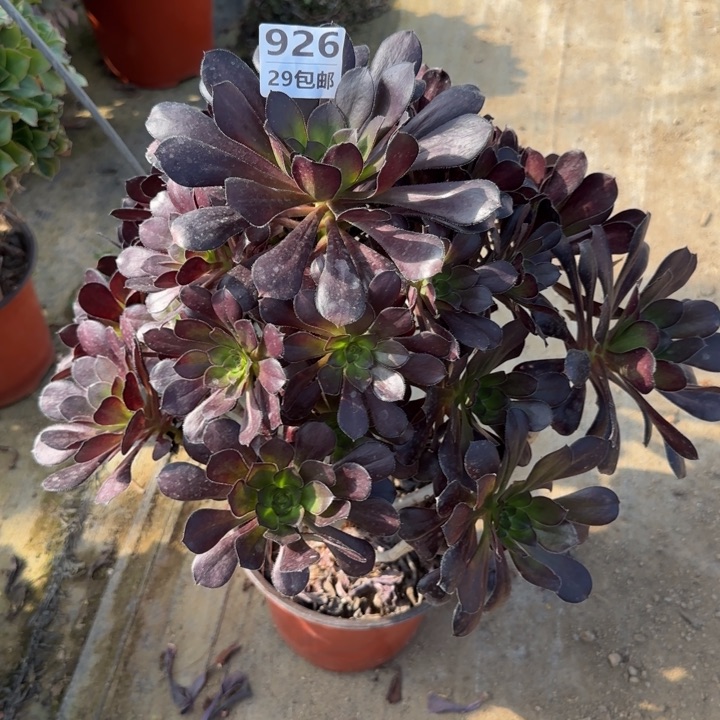 圆叶……多肉植物……