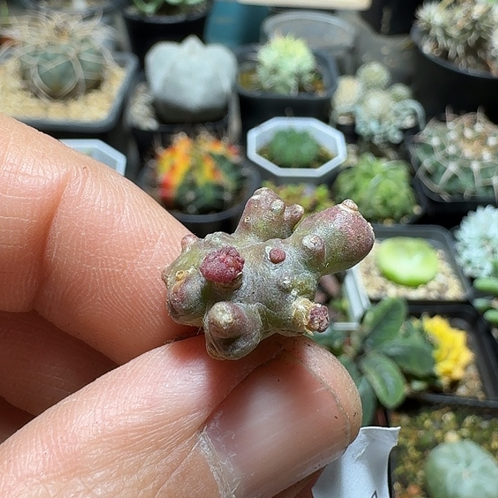 489程程柱石化缀化脱土发货