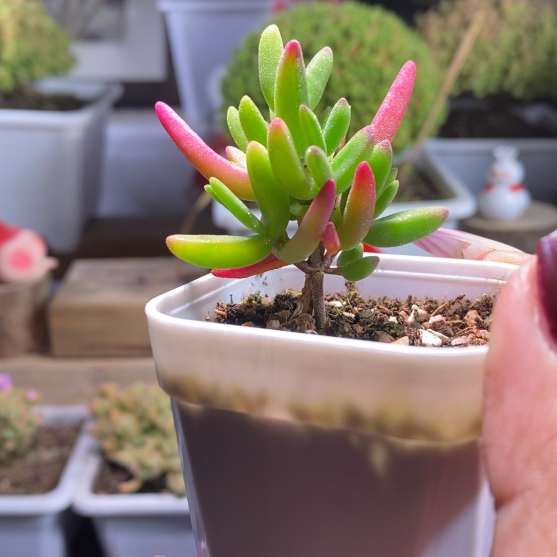 香蕉锦带盆土发货一物一拍