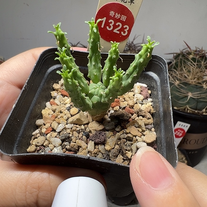 实生九头龙一棵仙人球
