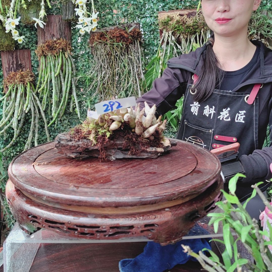 292虎牙绿植花卉微景观