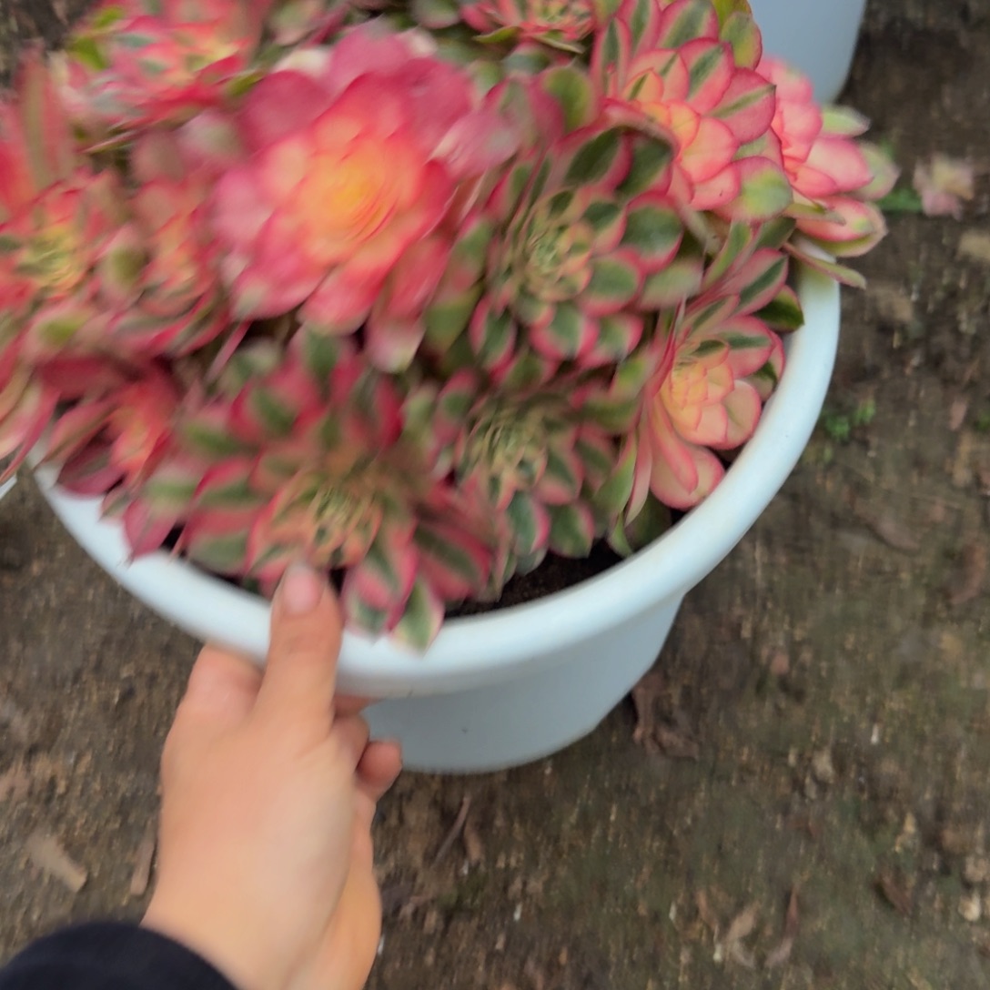 633荔枝。多肉植物