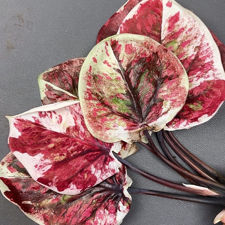 66-0801新品彩叶芋现货