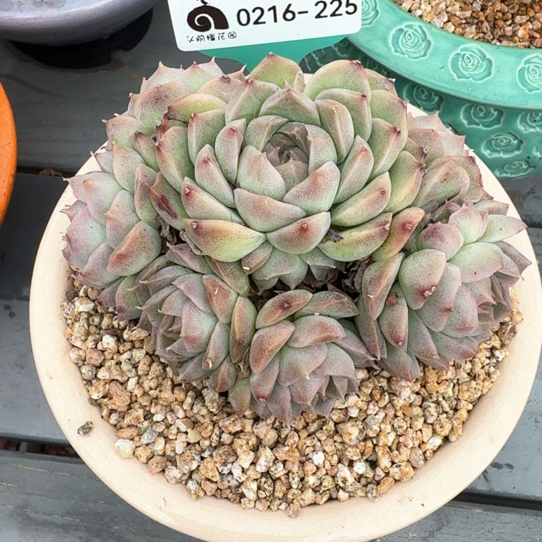 从前慢多肉精选编号0216.225