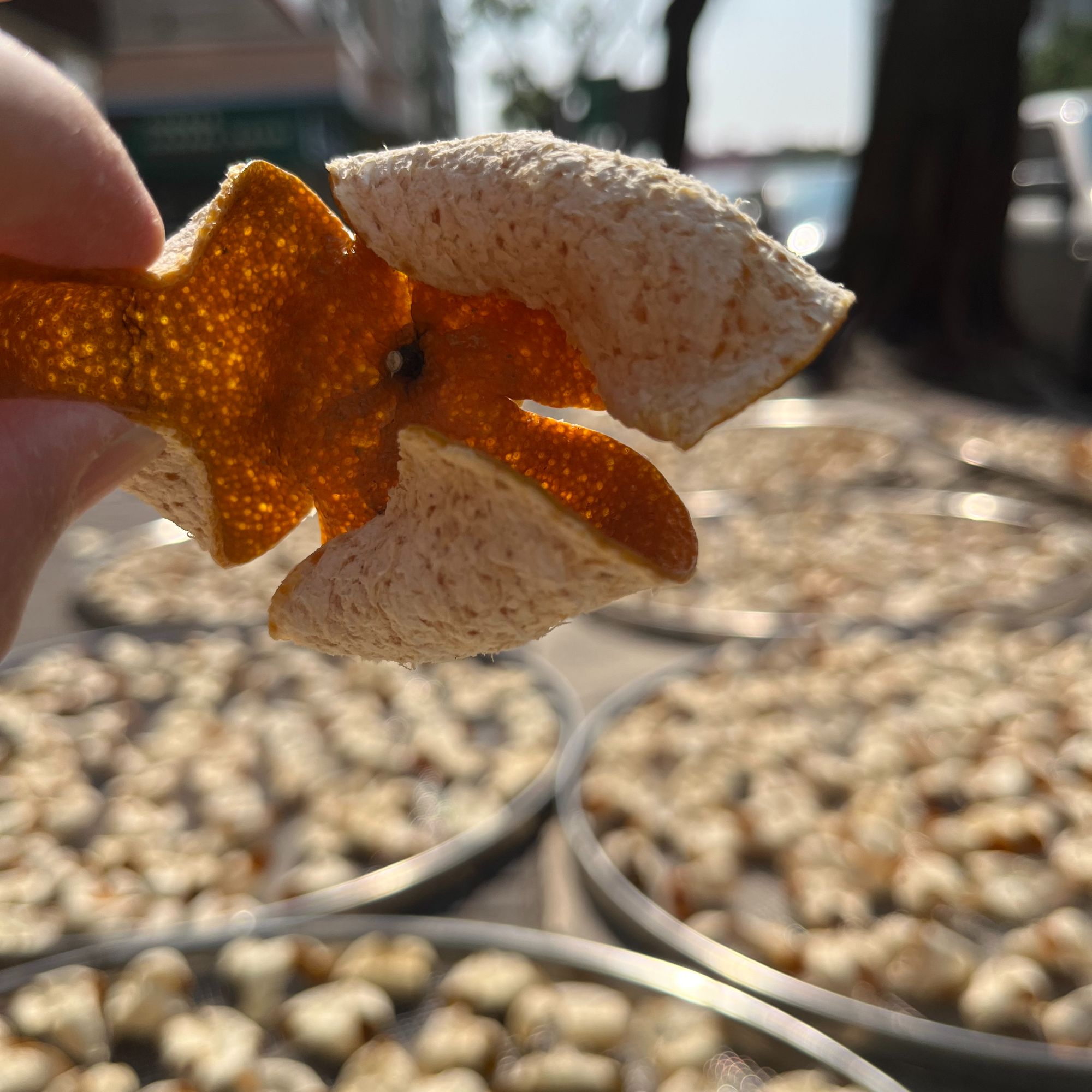 2024年东甲老树圈枝冬后皮（牛角围）生晒自然卷花