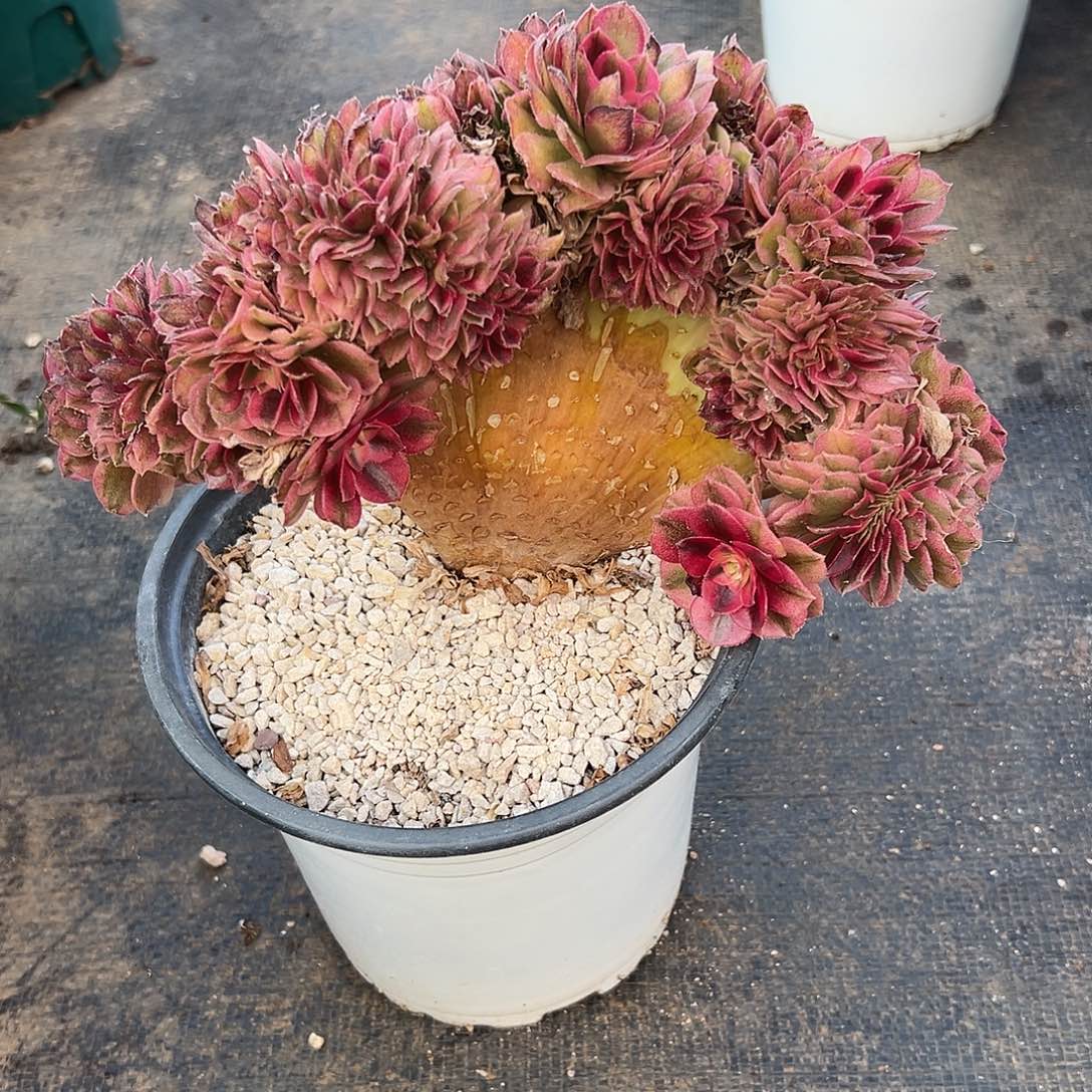 整版倾城朵缀老桩厚板