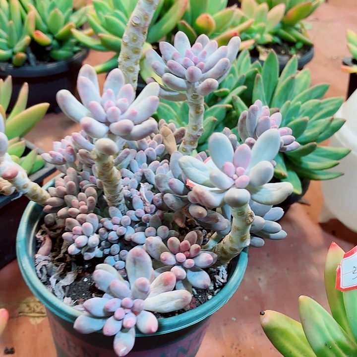 汤圆多肉一物一拍17号