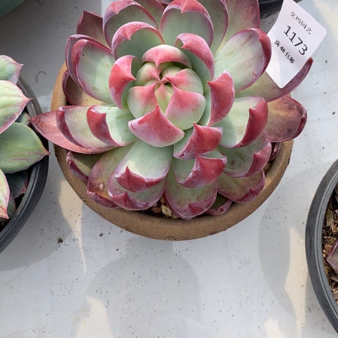 惊鸿仙子单头多肉多肉1173