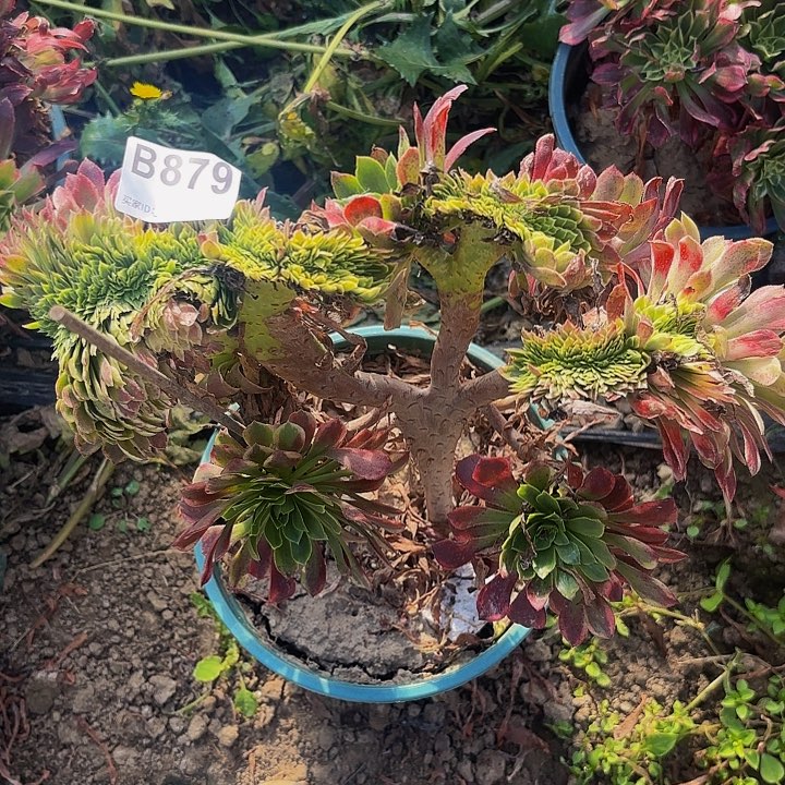 爱***姐嘉年华缀8-47-879偏远