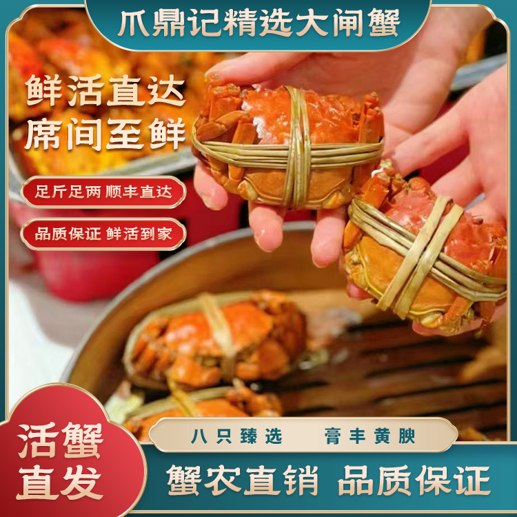 【爪鼎记】活蟹大闸蟹 4两全母8只~2两全母8只 顺丰包邮