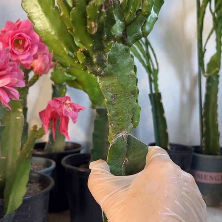 当前无花栽培后可以开花225