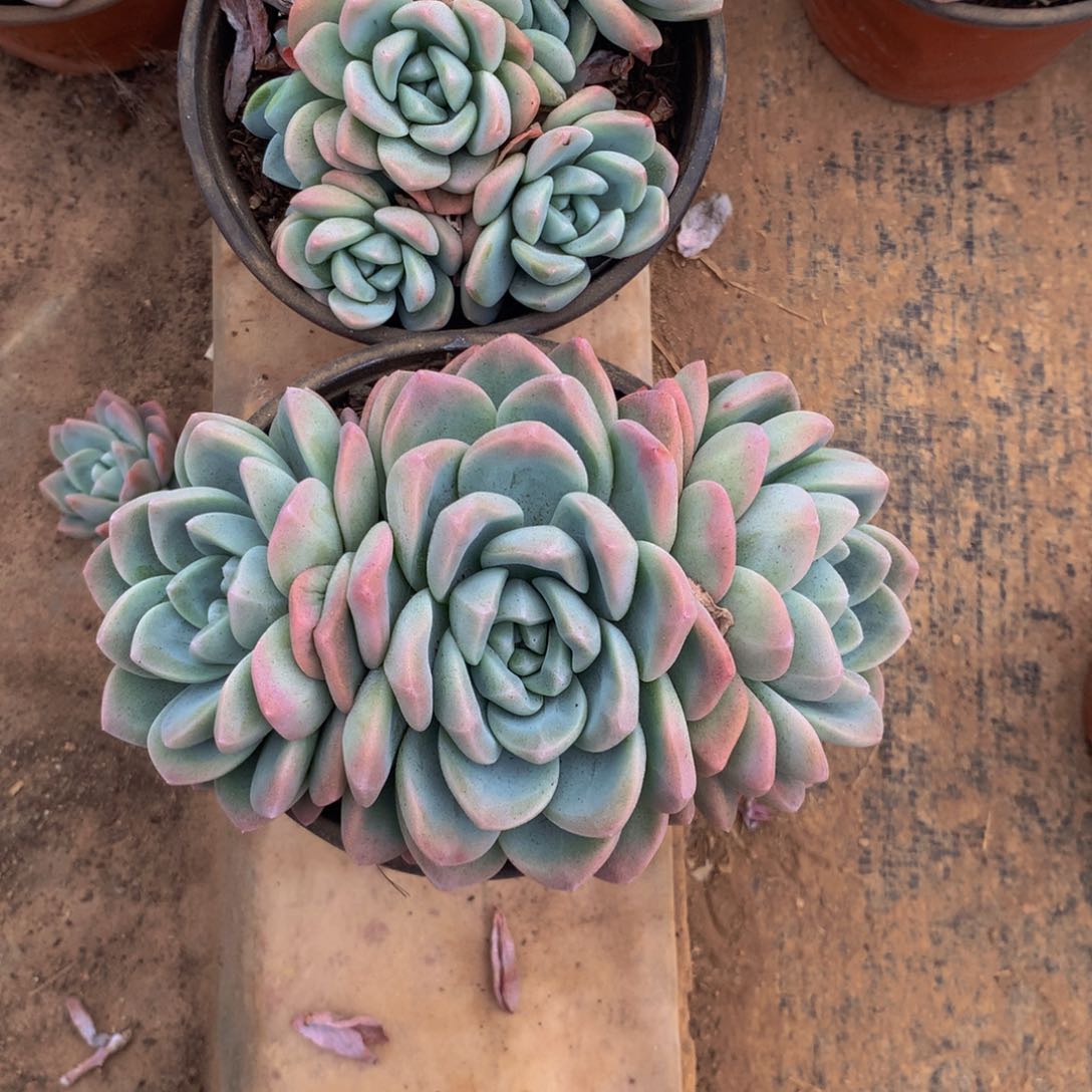 ❄️**冰玉小群多肉植物