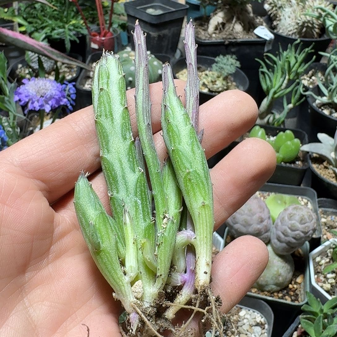 633初鹰脱土发货自根