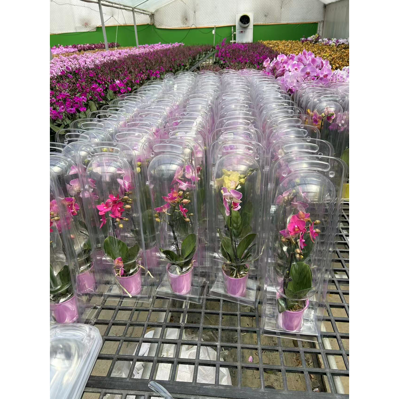 教师节礼物彩杯礼盒蝴蝶兰，带教师节快乐贴纸带花真花室内桌面