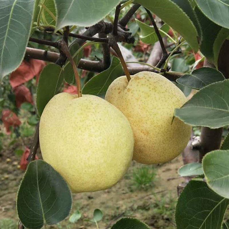 【申通快递】老品种王过酥梨熬汤雪梨脆甜多汁产地直发