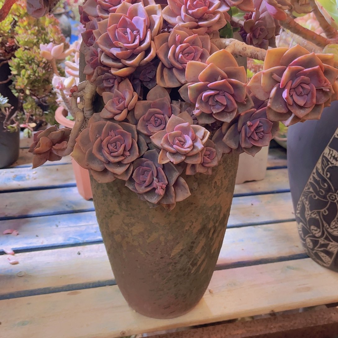 闹***闹多肉植物保护研究所所长