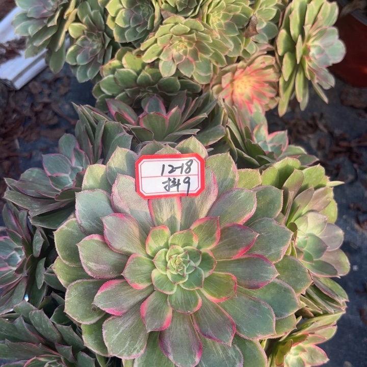 两颗莲花座多肉法师不包损9