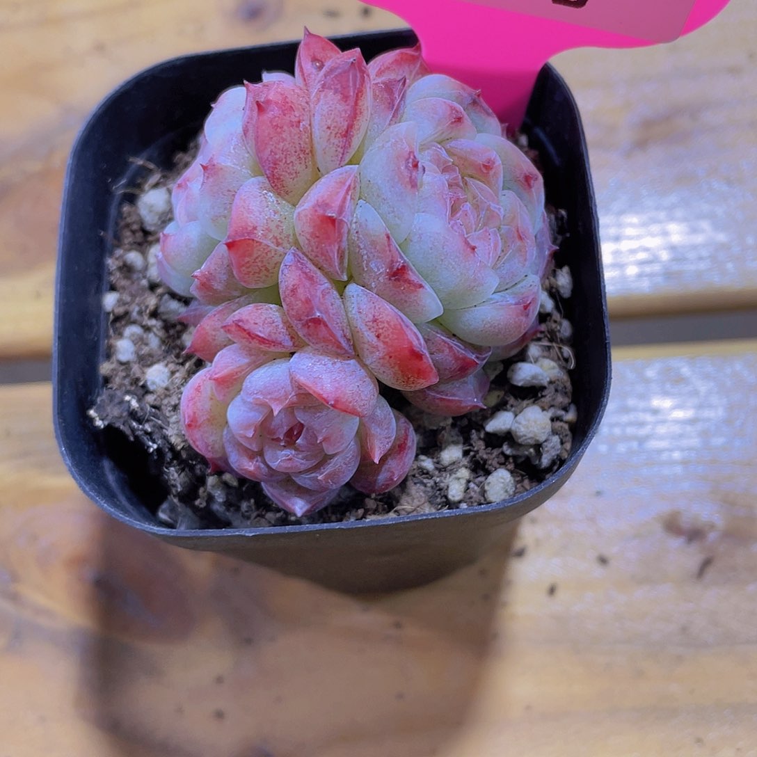251号 桃露珍妮多头群