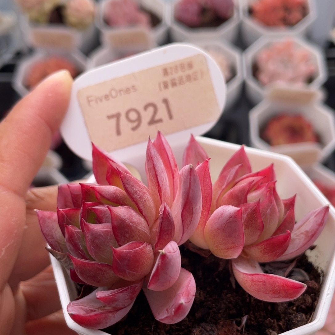 西西里7921-6.0厘米