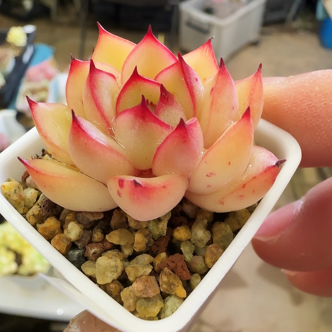 东云荷，247，仙农出品