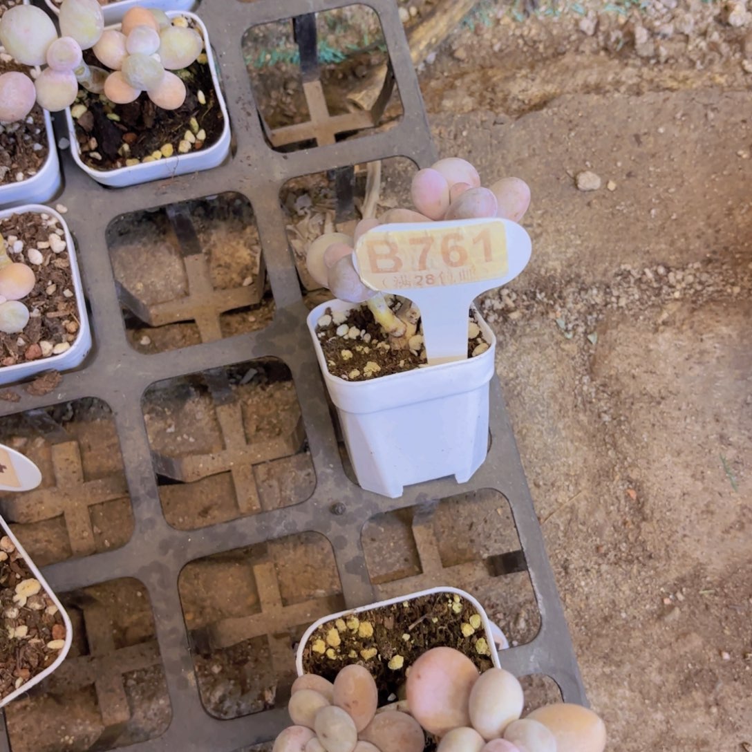 B761水管针一物一拍