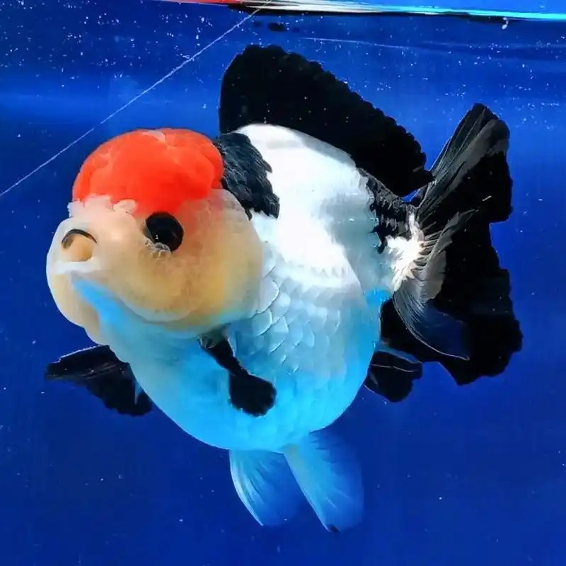 【瑶瑶观赏鱼】(直播间为主)活淡水冷水金鱼蝶尾观赏鱼