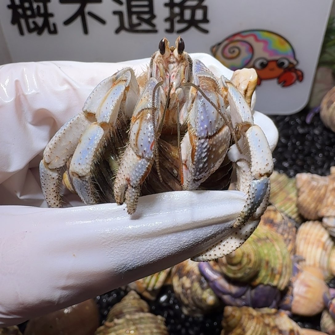豆包专 2.5口异色