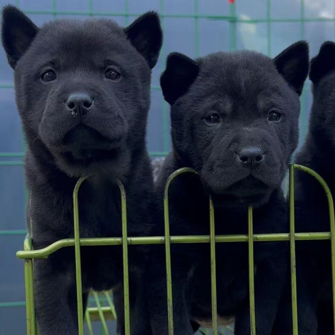 临沂中华田园犬狗狗活体