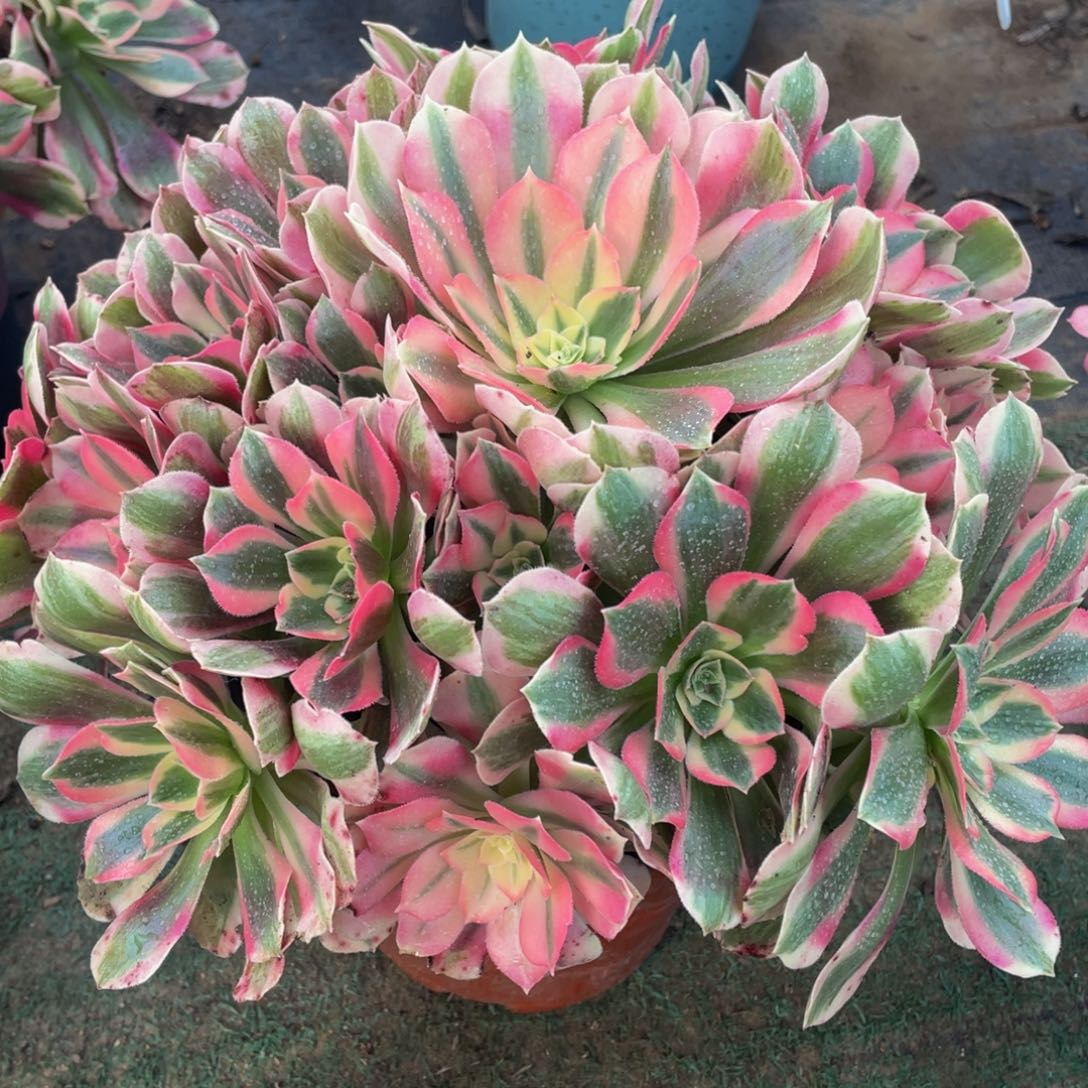 792初恋粉玫瑰精品法师老桩