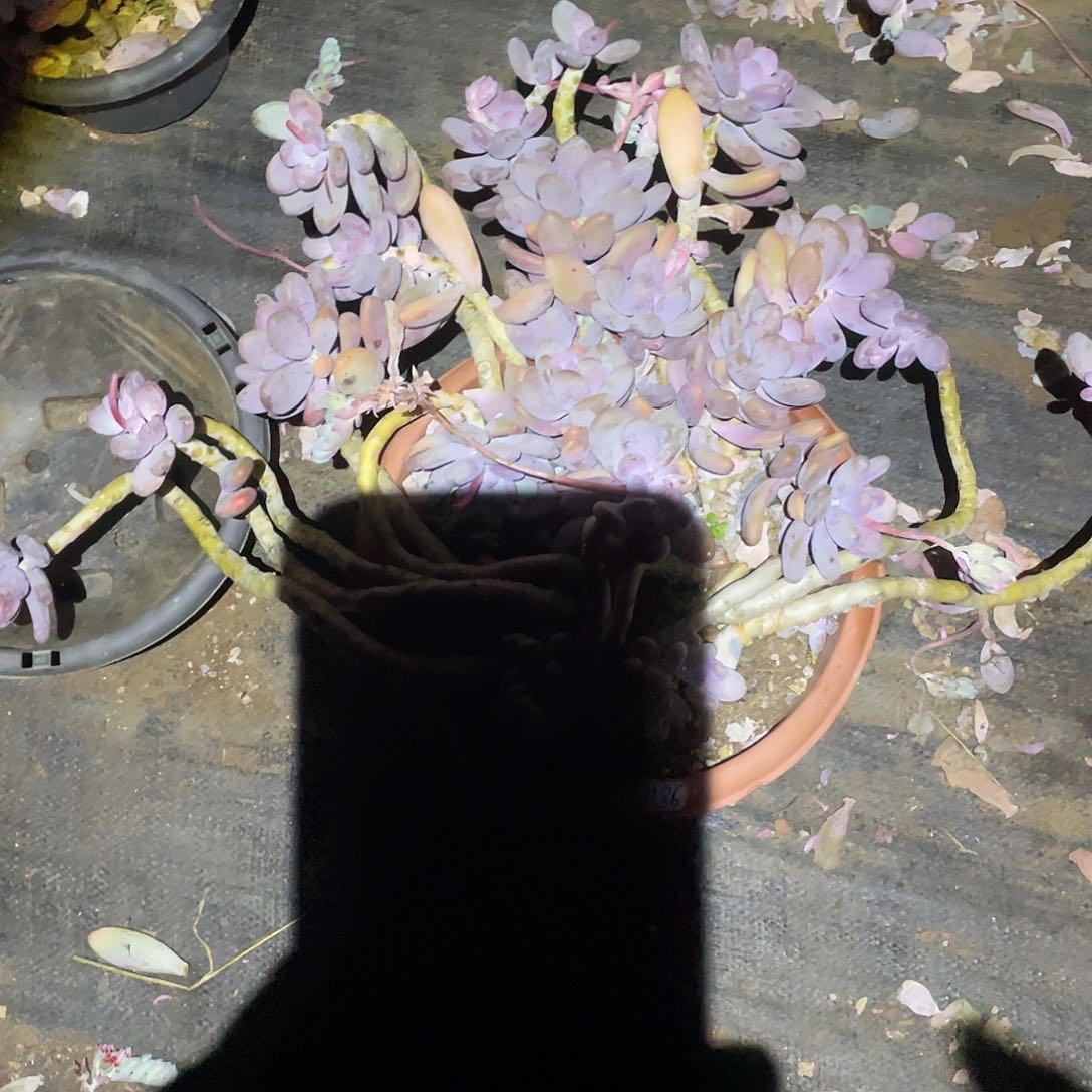 桂**、桃美人1186 晓晓一物一拍