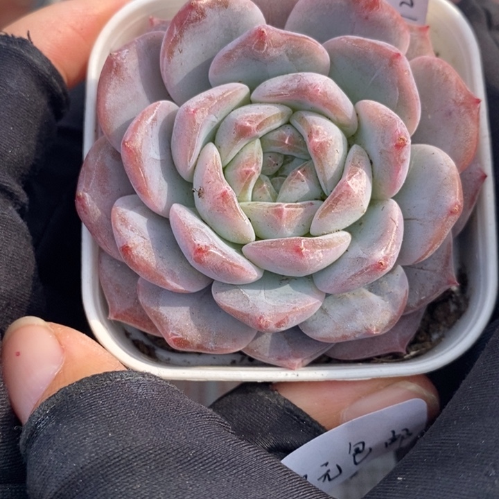 1201-541，粉魄1个