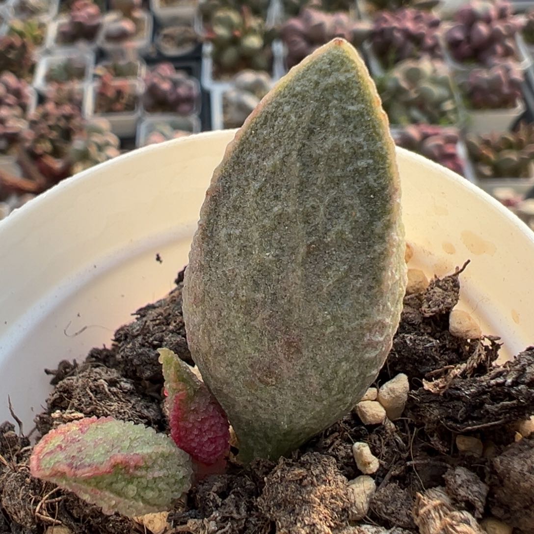 绿猪肝大苗大叶子纹路款