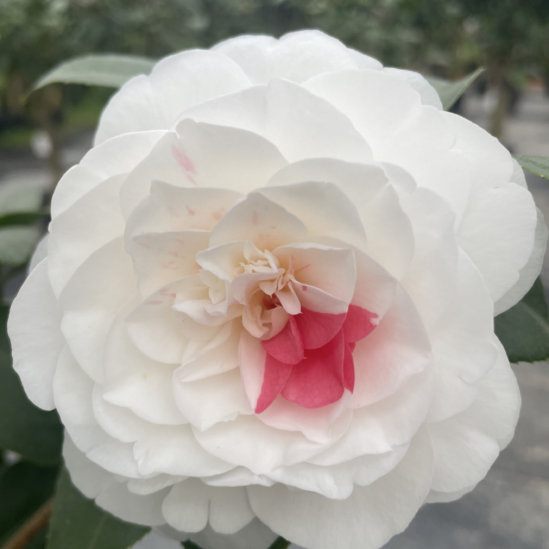 福建品种茶花一物一拍