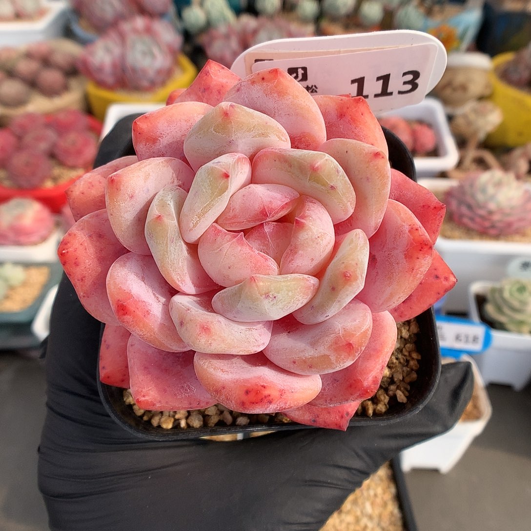 113 糖心橙多肉多肉