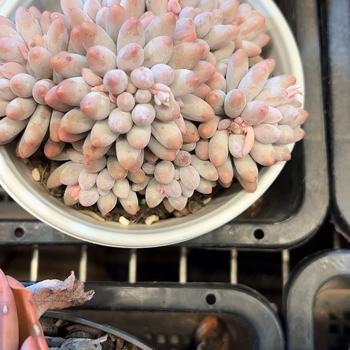 幸运的是我的朋友