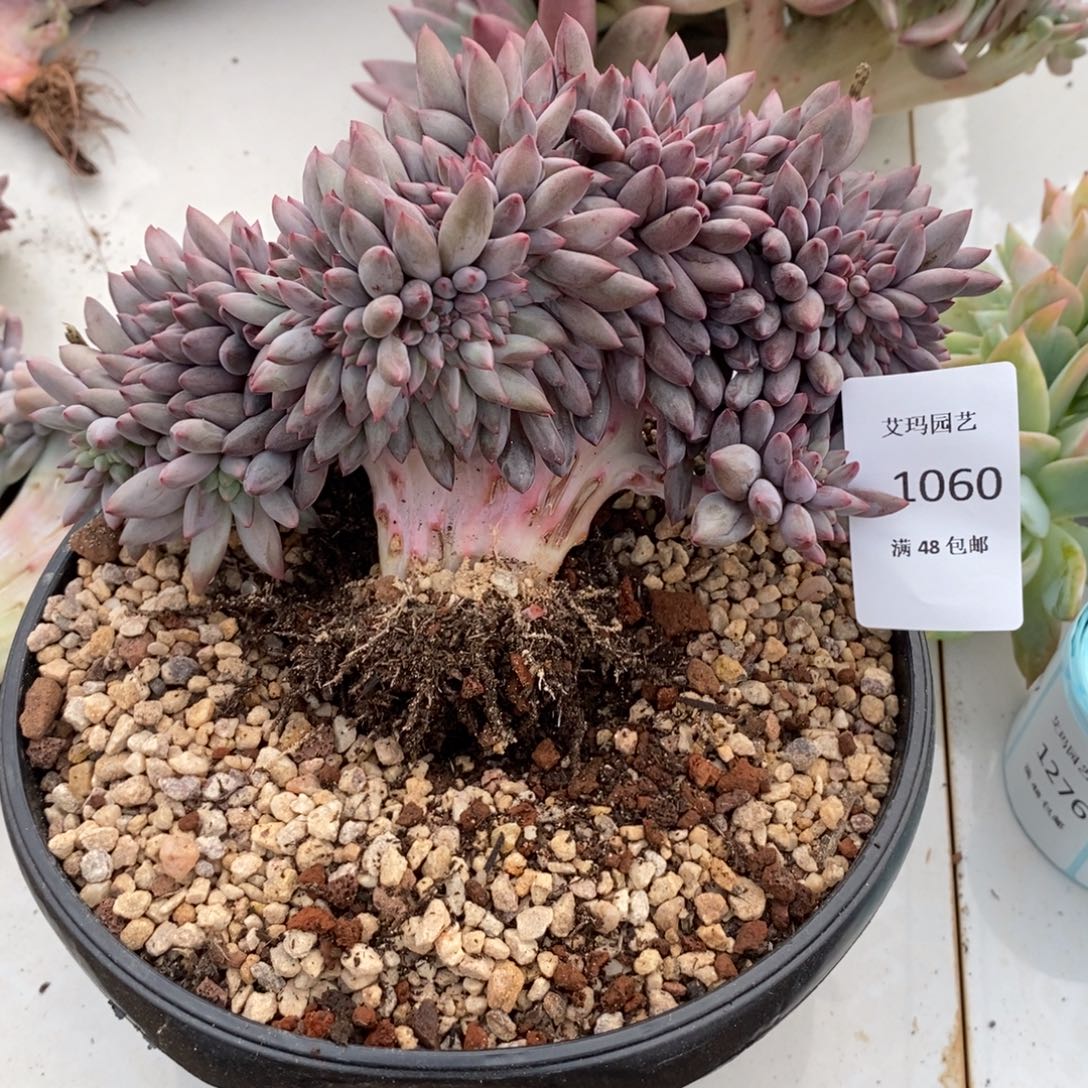 060车厘子缀化多肉多肉