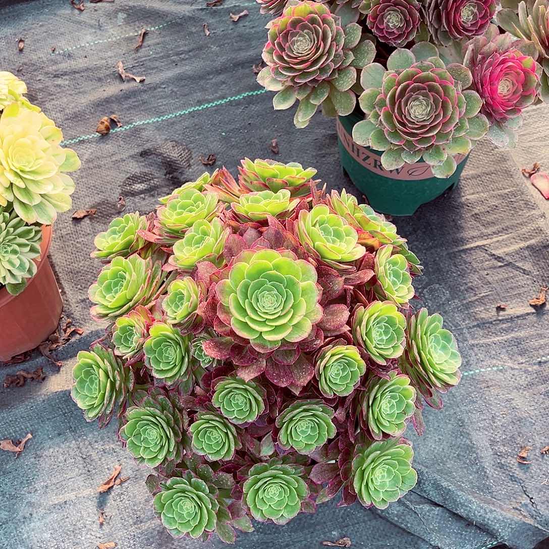 法师多肉植物粉莲花