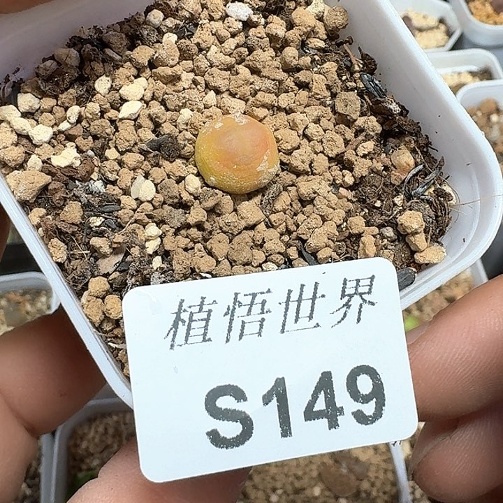 多肉植物的植物哇f