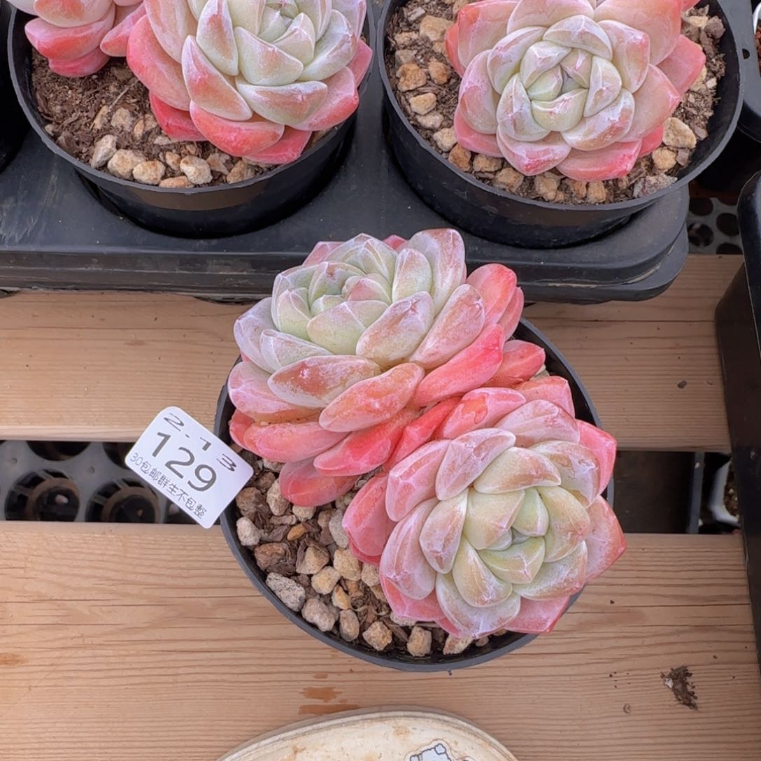 ?双头老桩冰玉一颗